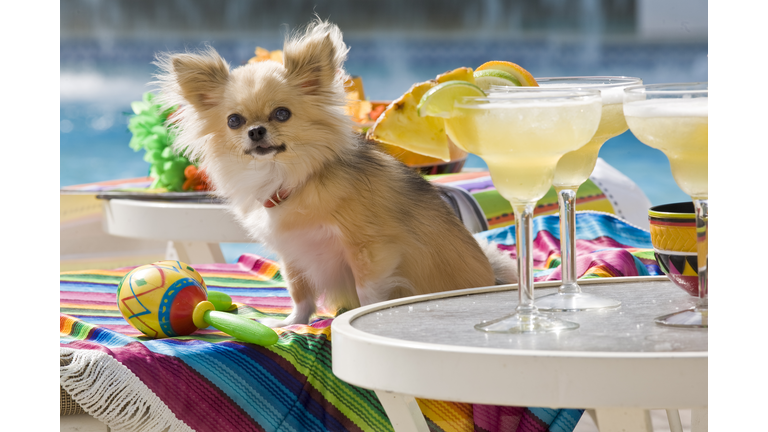 Chihuahua Next to Margaritas by Pool