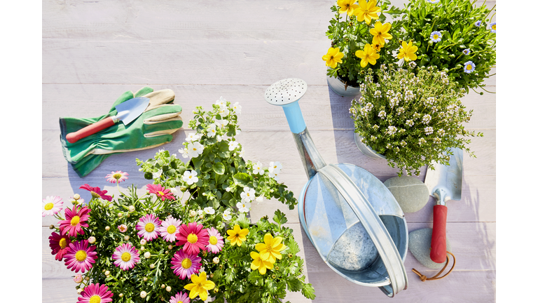 Still life of colorful flowering garden plants, watering can, shovel and garden gloves on wooden background in summer