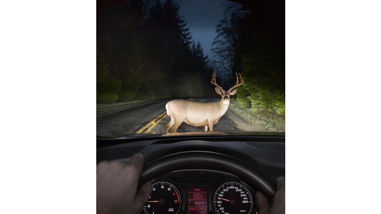 Deer in headlights on road seen from car window