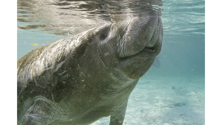 West Indian Manatee (Trichechus manatus latirostris), Florida, USA