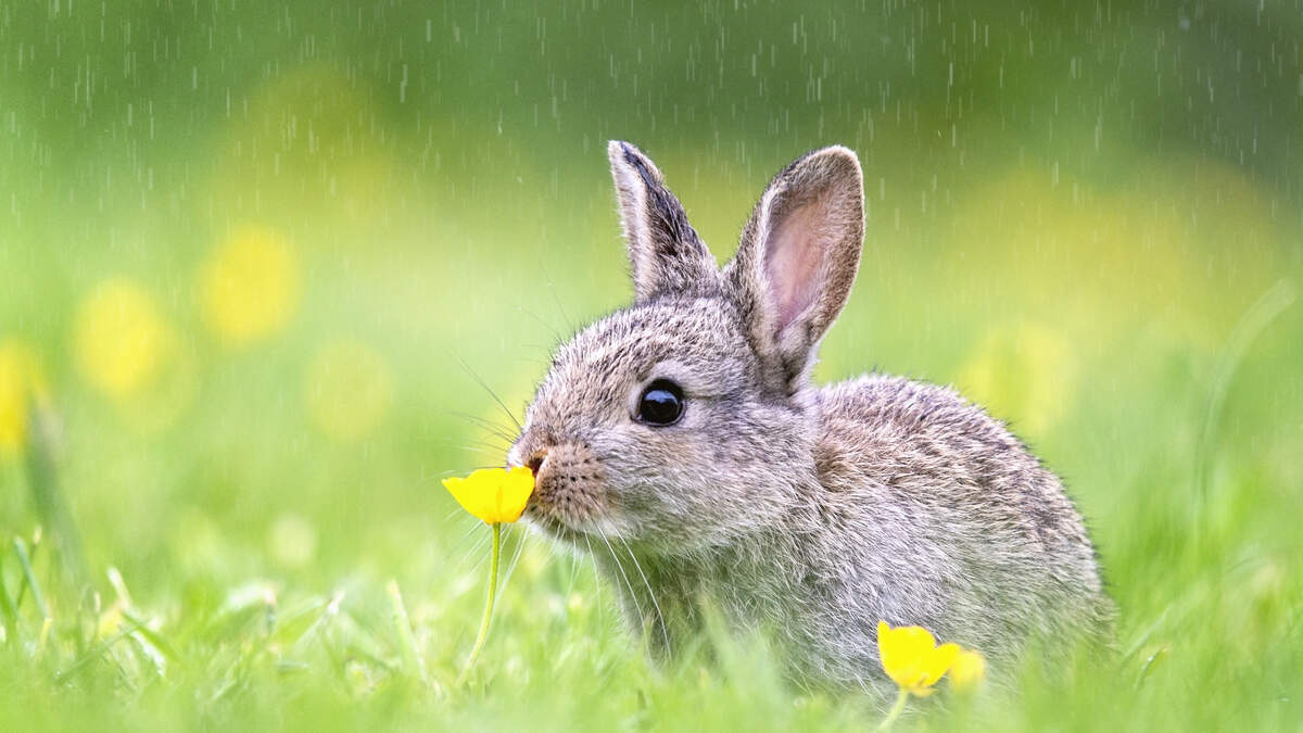 Bunny Yoga: Exercise classes with rabbits raise awareness of abandoned  animals, The Independent