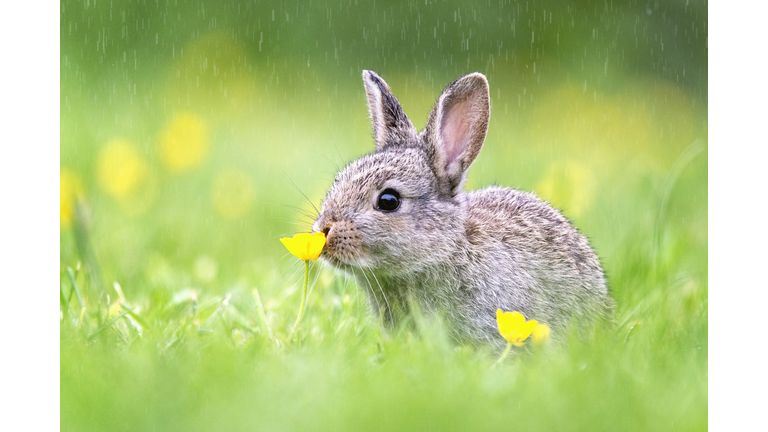 Wild Bunny Rabbit Sniffing Flower