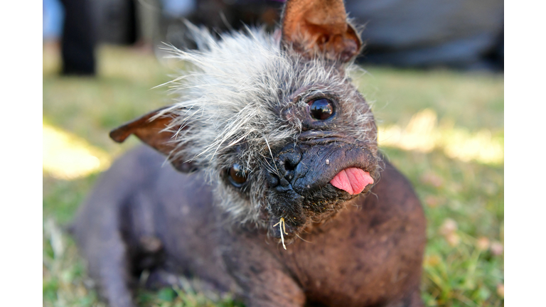 US-OFFBEAT-ANIMAL-DOG-UGLY