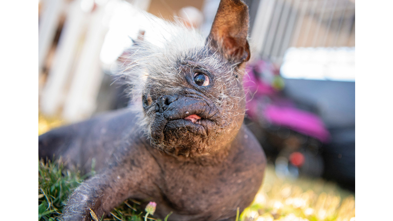 US-OFFBEAT-ANIMAL-DOG-UGLY