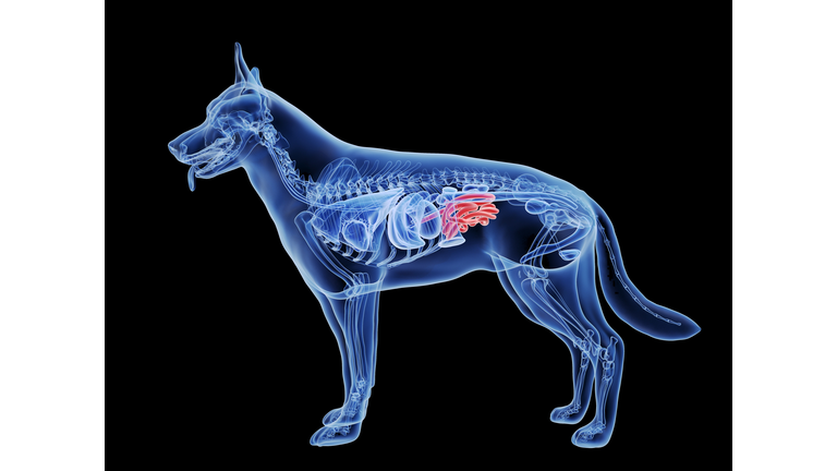 Dog small intestine, illustration