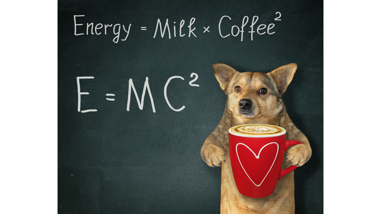 Dog with energy coffee