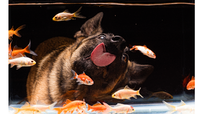 Sea Food