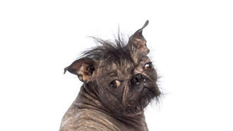 World's Ugliest Dog Contest
