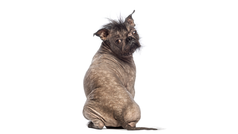 Rear view of an ugly hairless mixed-breed dog sitting and looking back over right shoulder.