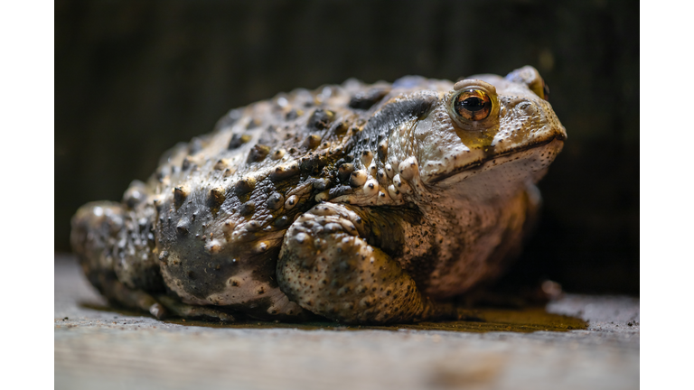 Toad close-up view at night