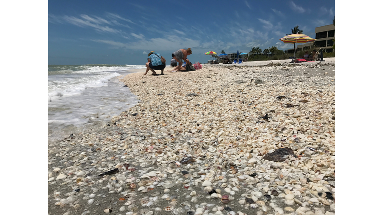 US-TOURISM-FLORIDA-SANIBEL