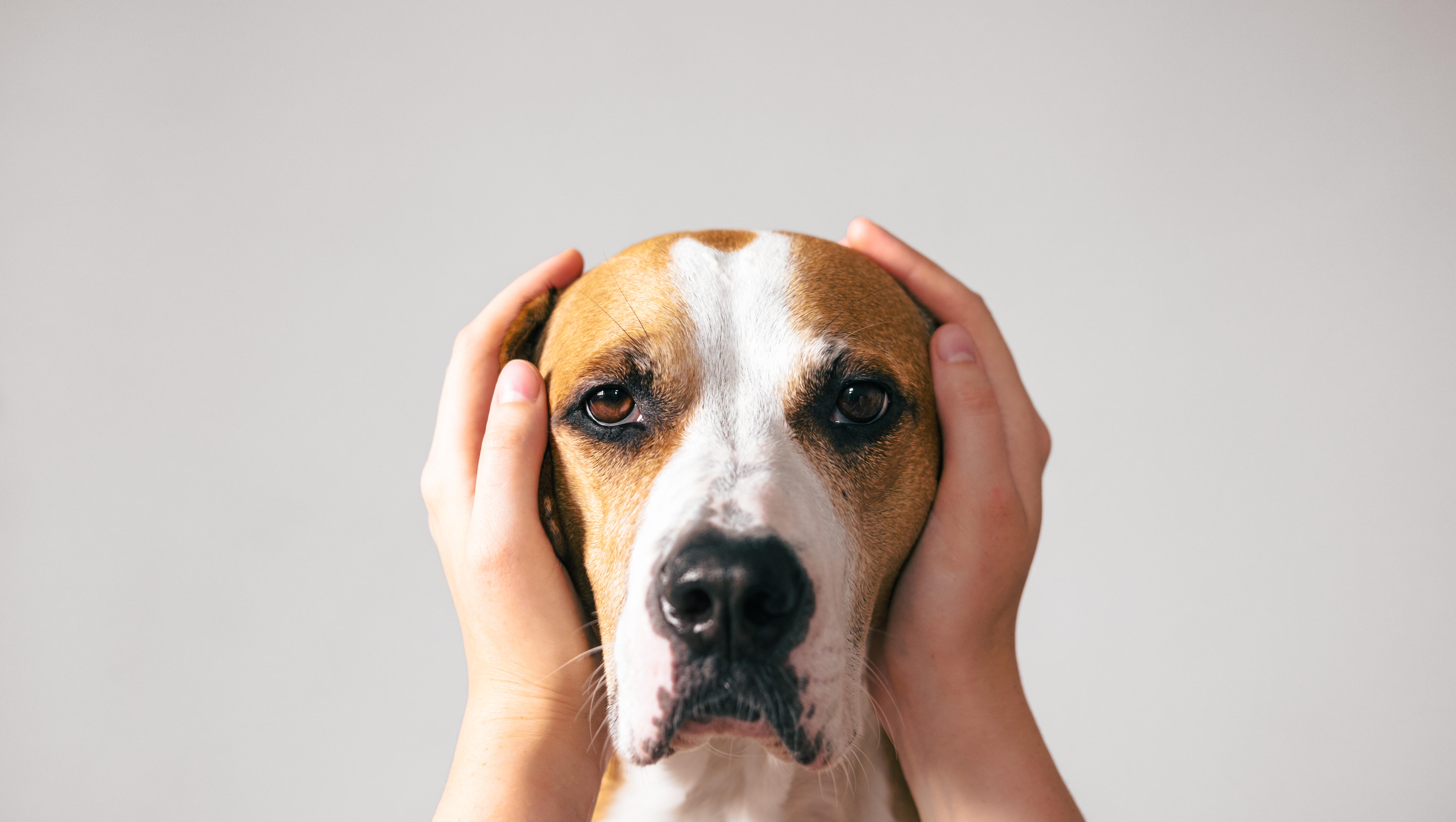 6 Easy Pet Tips For 4th of July