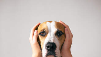 6 Easy Pet Tips For 4th of July