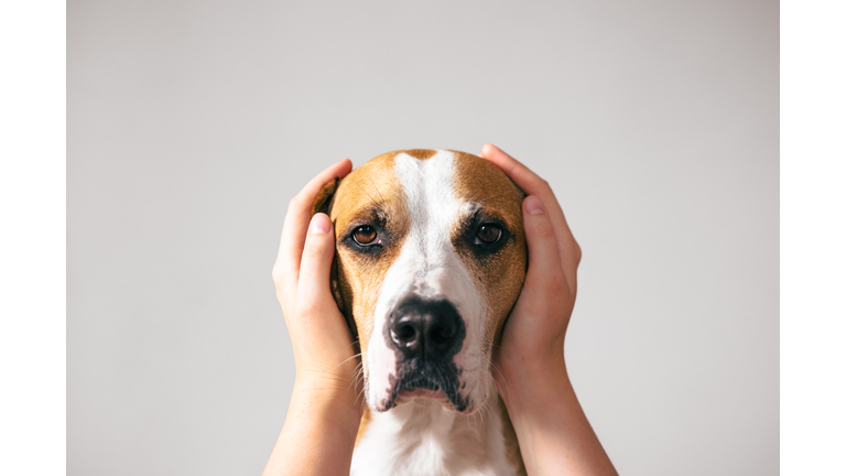 Portrait of a dog with ears covered up with human hands.