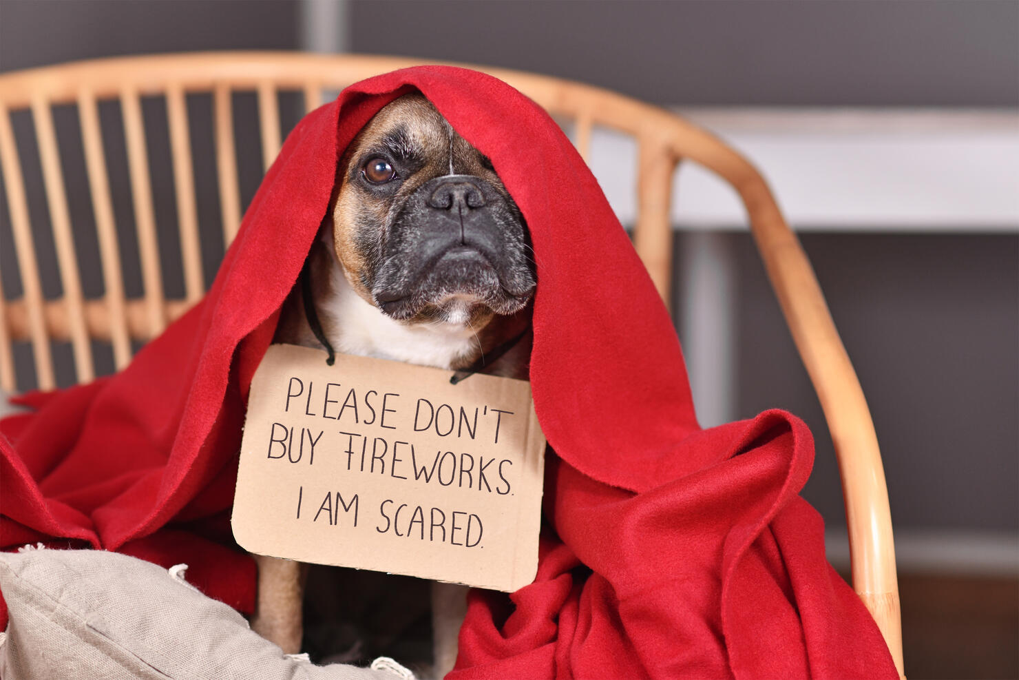 French Bulldog dog with sign 'Please don't buy fireworks. I am scared' hiding under blanket