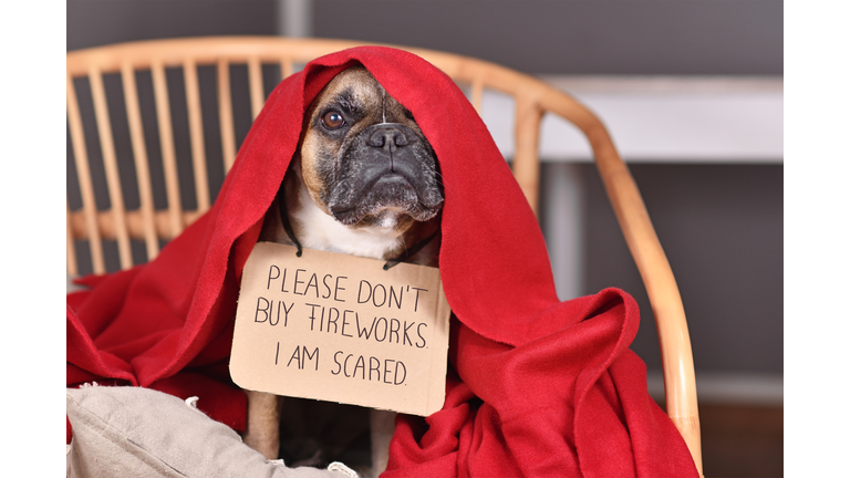 French Bulldog dog with sign 'Please don't buy fireworks. I am scared' hiding under blanket