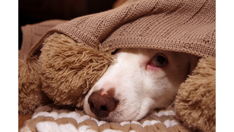 SICK OR SCARED DOG COVERED WITH A WARM  TASSEL BLANKET