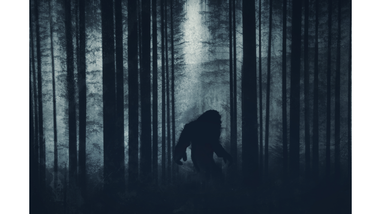 A dark scary concept. Of a mysterious bigfoot figure, walking through a forest. Silhouetted against trees in a forest. With a grunge, textured edit.