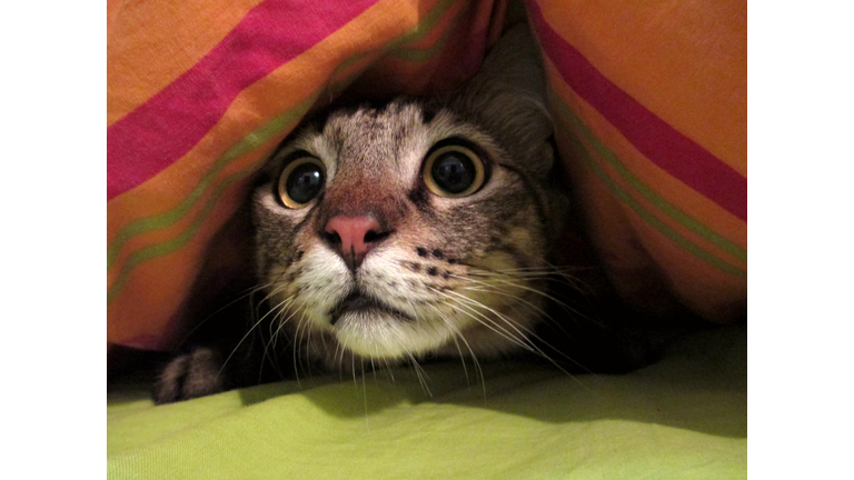 Intrigued Cat Under a Blanket