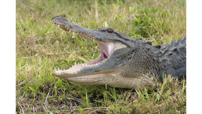 Alligator with Open Mouth