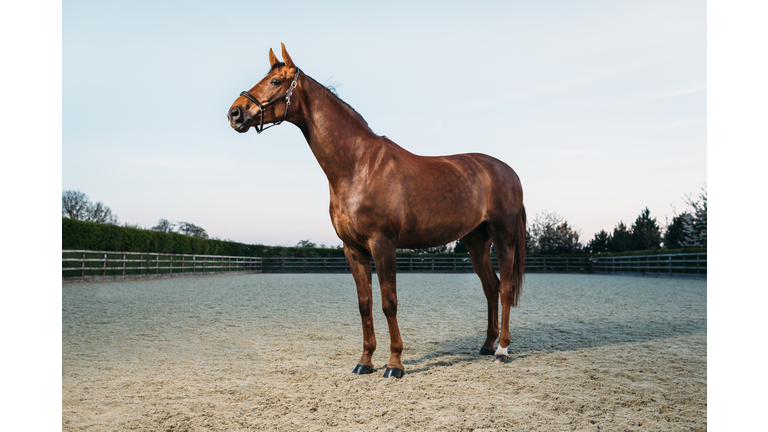 Thoroughbred Stallion Horse standing majestically in rural scene.