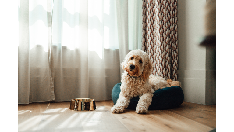 Cute Goldendoodle Resting In Dog Bed While Enjoying Sunlight By The Window