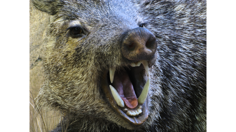 Javelina Angry Boar Pig Peccary Fangs