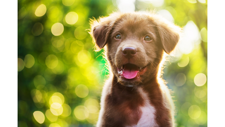 Portrait of brown cute Labrador retriever puppy with sunset bokeh abstract