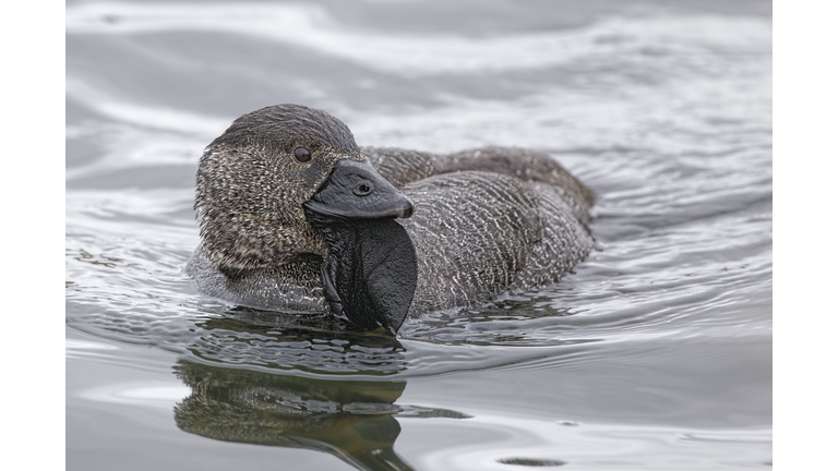 Musk Duck