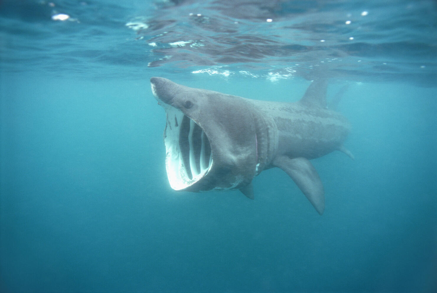 Basking Shark