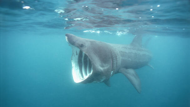 Stunning Video Shows Massive 20-Foot Shark Swimming In Pond