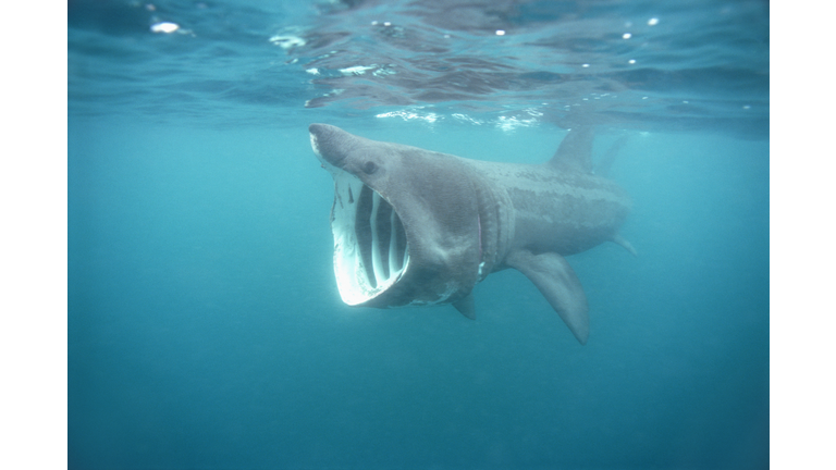Basking Shark