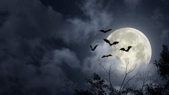 Wallkill River Nocturnal Creature Night 2025