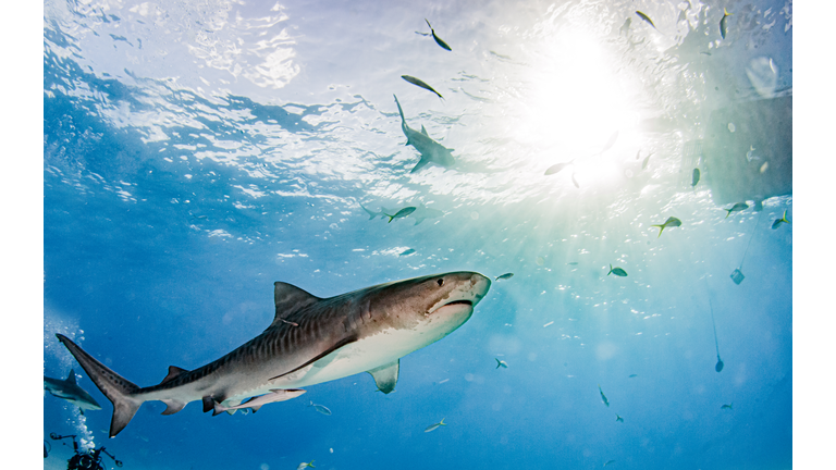 Tiger shark at Tigerbeach, Bahamas