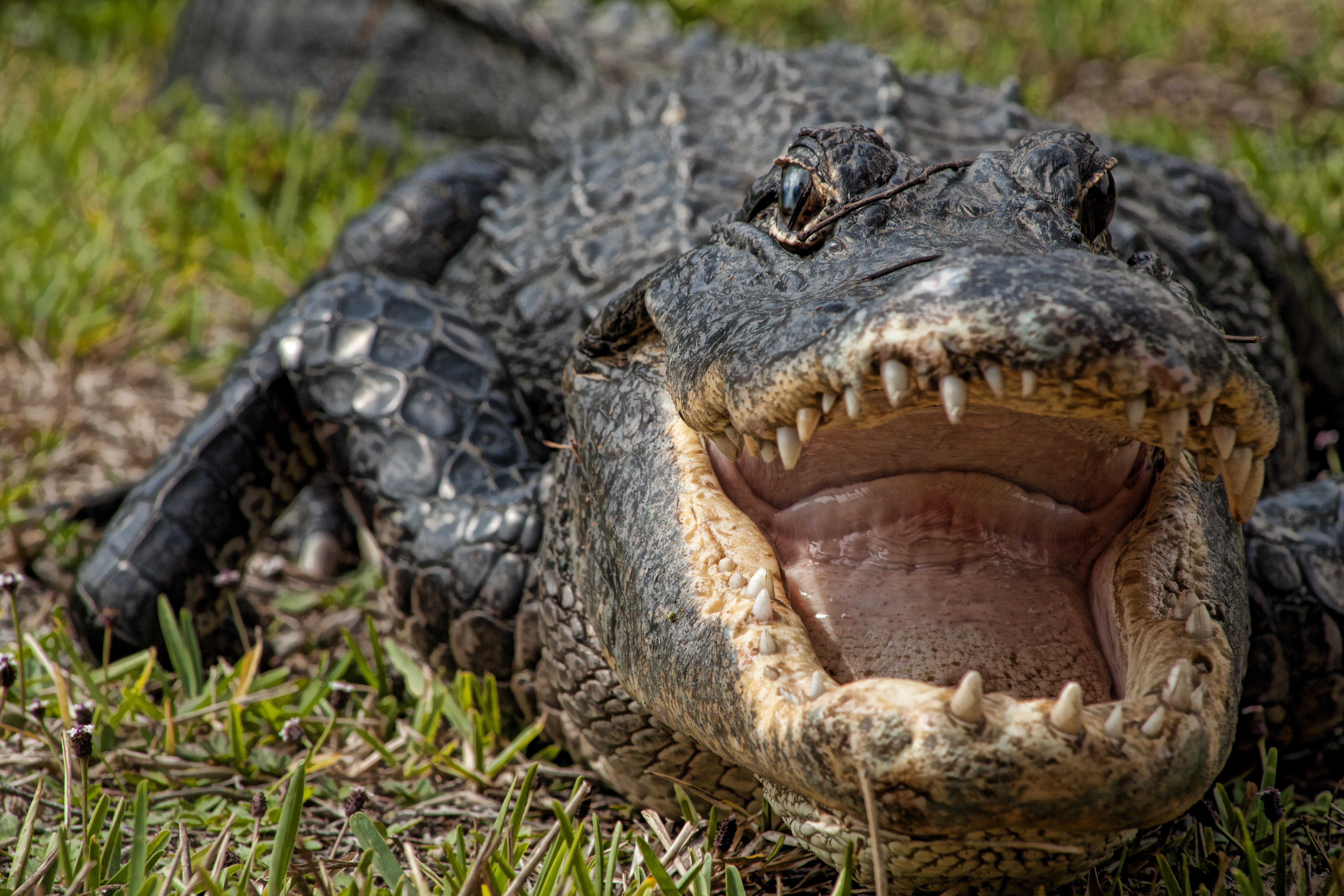 11-foot alligator found swimming in pool at Florida home