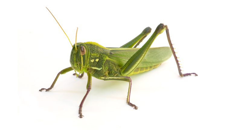 Grasshopper