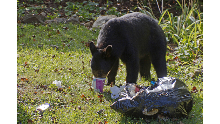 Trash Loving Bear