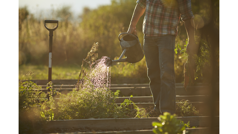 Man watering plants in vegetable garden at sunset