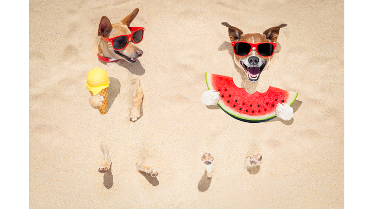 couple of dogs at the beach and watermelon