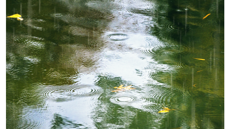 Rain Falling in the Duck Pond at Central Park, New York City