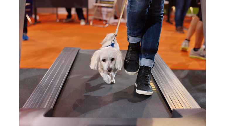 Maltese dog and owner walking on a running machine