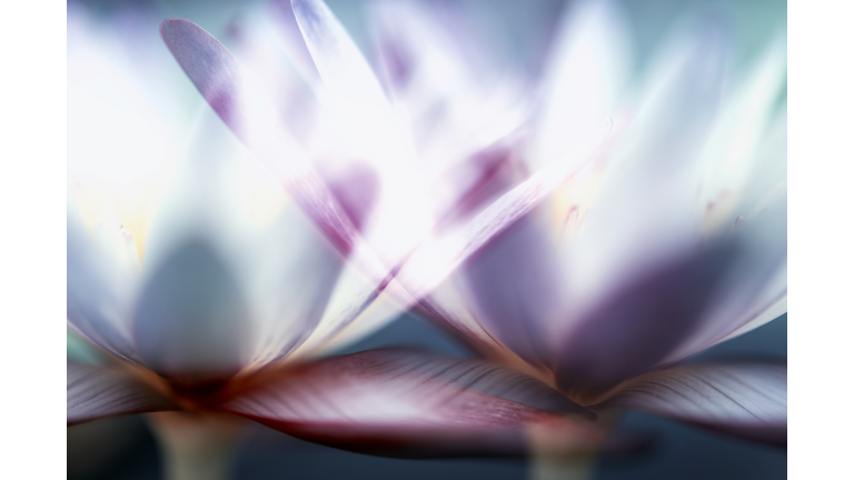 Metaphysical Journey / Open Lines