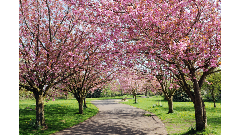 Cherry Blossom