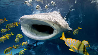 Japanese Aquarium Lets Visitors Smell Animal Butts