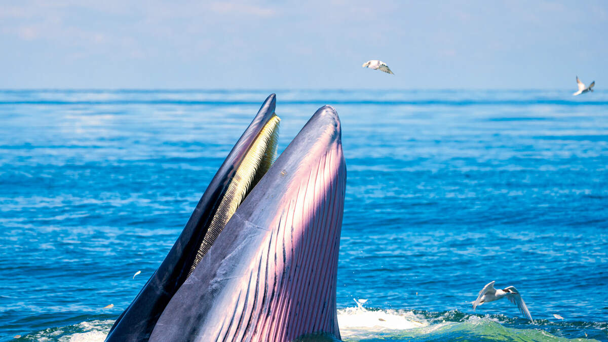 Humpback Whale Swallows Kayakers, Caught On Video Z100 New York