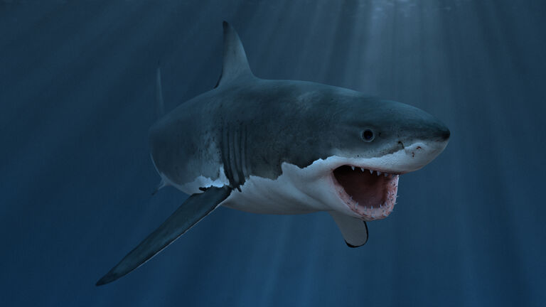 Great white shark underwater diagonal, mouth open