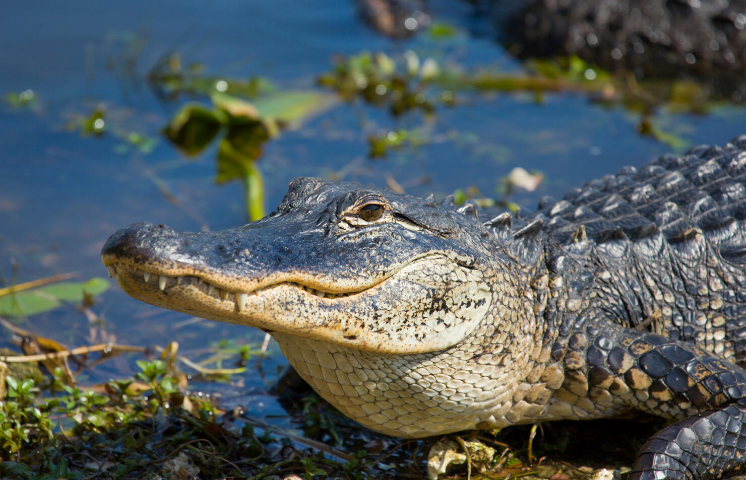 Alligator - Smiley