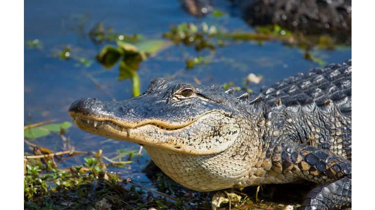 Alligator - Smiley
