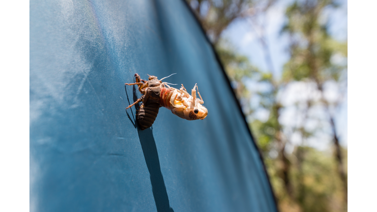 Cicada Hatching on Moreton Island in Queensland Australia