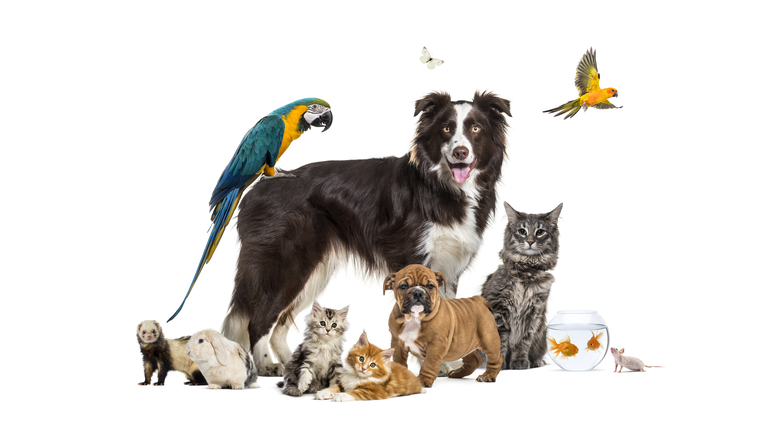 Group of pets posing around a border collie; dog, cat, ferret, rabbit, bird, fish, rodent
